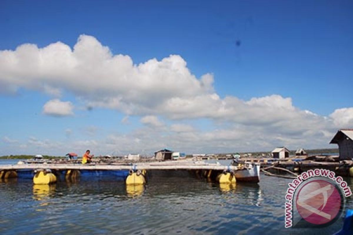 Hipikerindo Siap Serap Produksi Kerapu Nelayan Lombok 