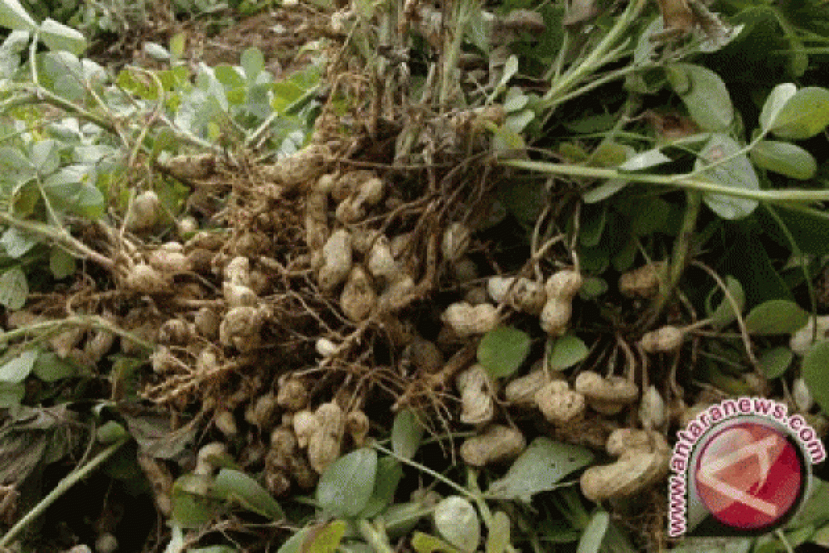 Petani Karawang Tanam Kacang Pada Musim Kemarau