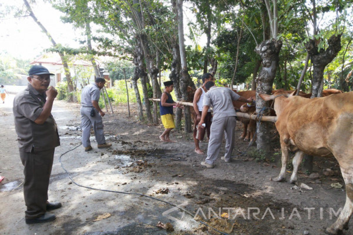 Peternak Sapi Situbondo Dapatkan Inseminasi Buatan Gratis