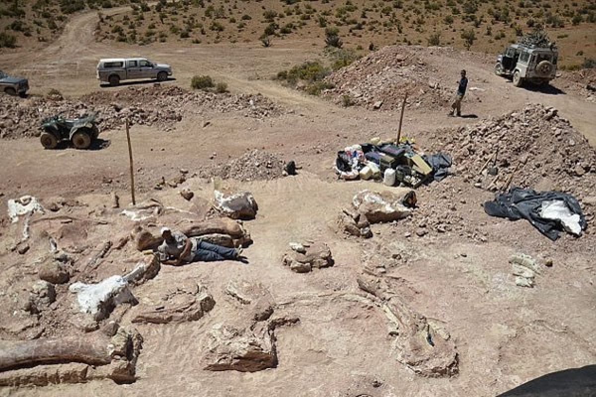 Fosil Hewan Berusia 350 Ribu Tahun Ditemukan Di Turki 