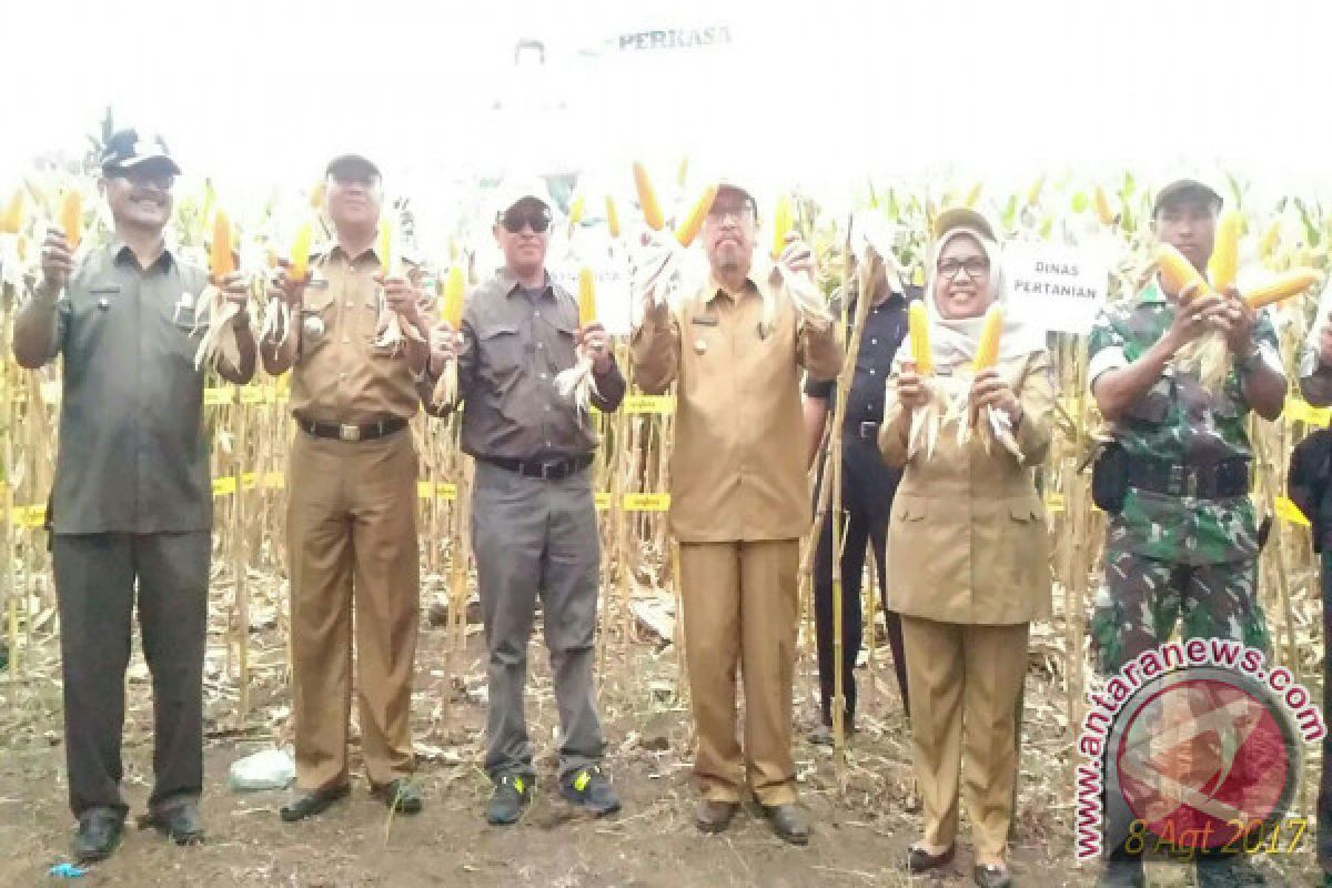 Pemkab Pasaman Barat Panen Jagung Bersama Semangati Petani