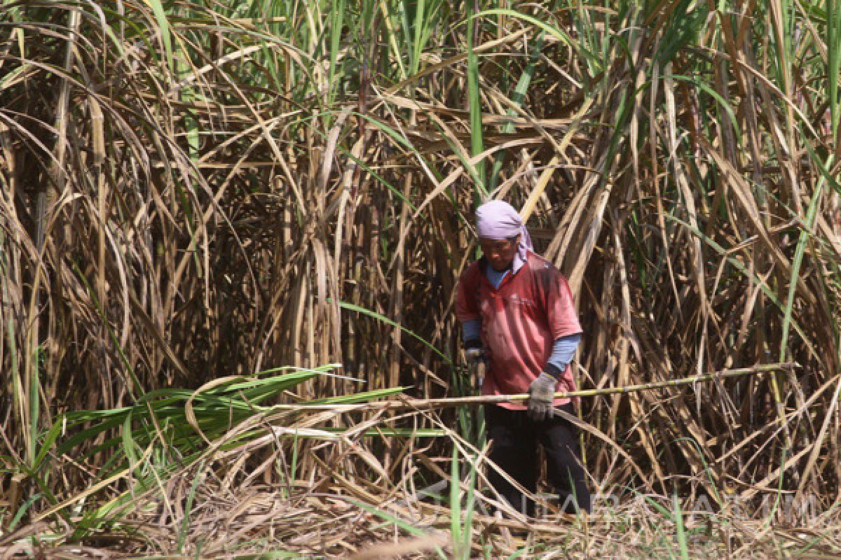 Seknas Jokowi Soroti Laporan Peredaran Gula Rafinasi