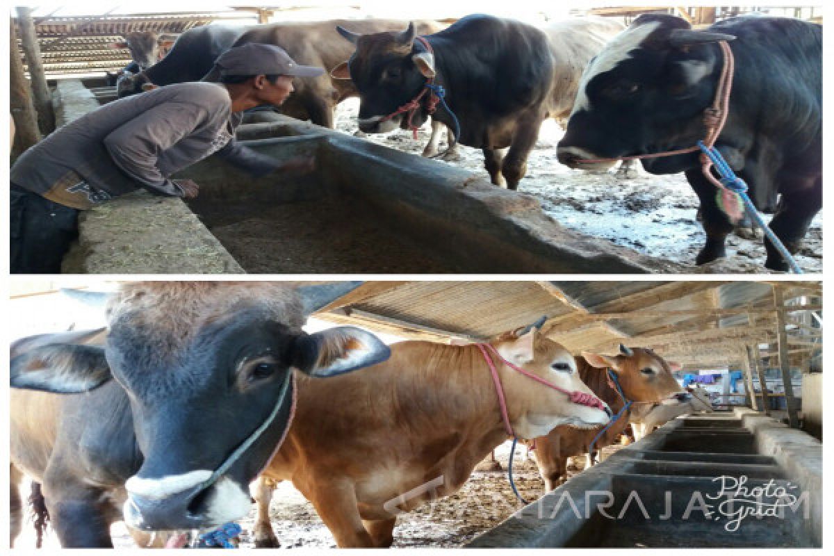 Kelompok Peternak Mandiri Situbondo Siapkan Ratusan Ekor Sapi-Kambing Jelang Idul Adha (Video)