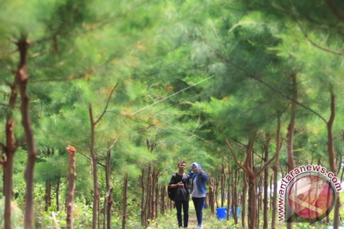 Menikmati Penghijauan di Pantai Karang Song