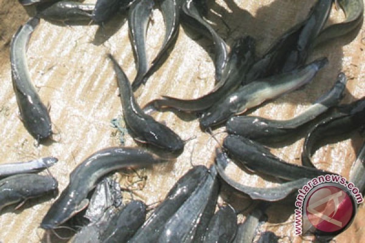 KKP dorong ekspor ikan lele