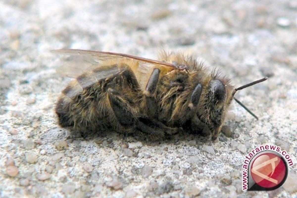 Lebah liar berjuang hidup setelah kebakaran hutan parah