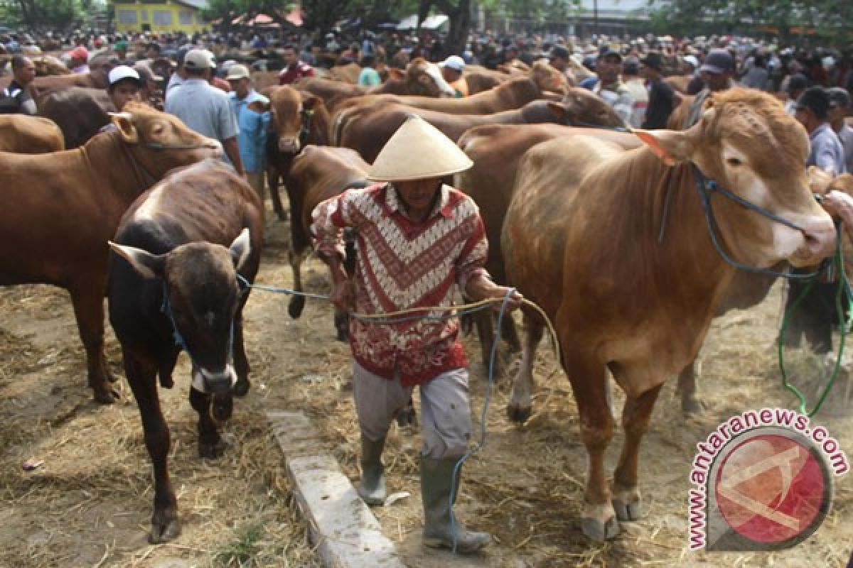 Yogyakarta terapkan wajib surat keterangan kesehatan hewan kurban