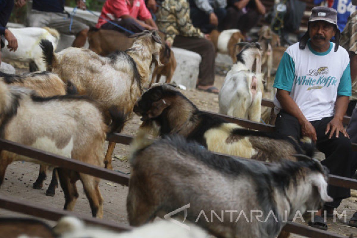 Sidoarjo Libatkan 180 Petugas Pemeriksa Kesehatan Hewan Kurban