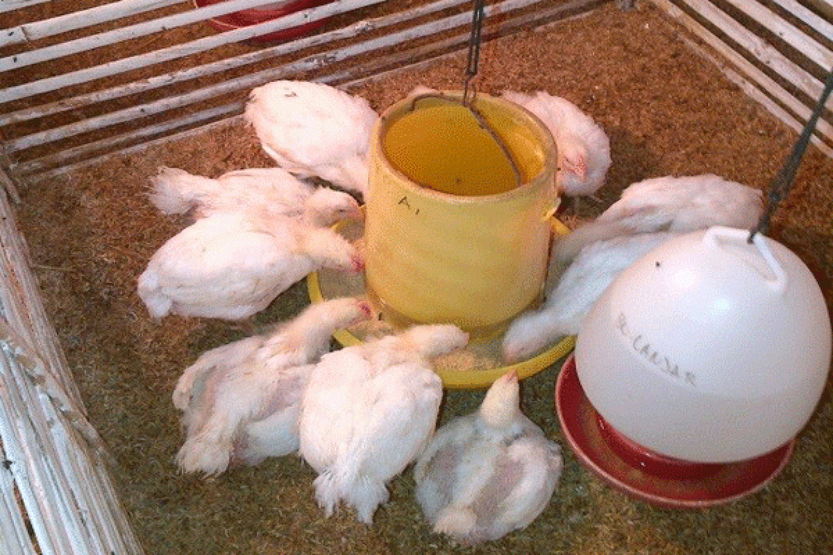 Peneliti IPB Atasi Stres Ayam Broiler Dengan Kombinasi Vitamin Dan Mineral