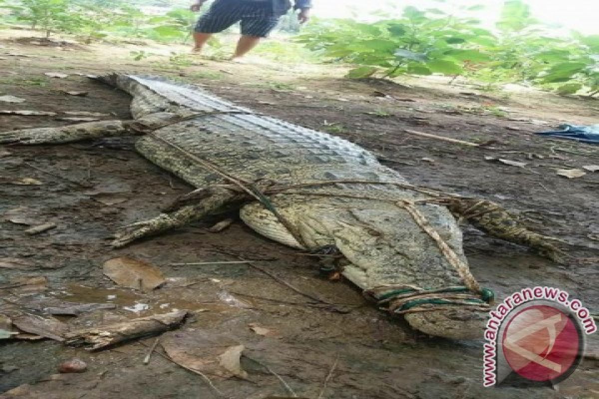 Warga Labusel Amankan Buaya Betina