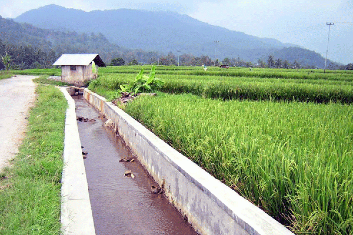 Peneliti IPB Prediksi Risiko Kekeringan Areal Sawah Indramayu - ANTARA News  Megapolitan