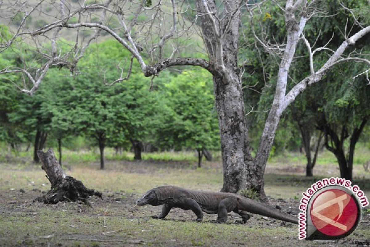 Pulusan rusa di Pulau Komodo diduga dibantai
