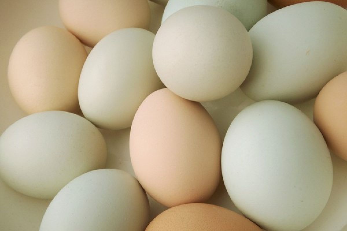 Telur-telur terkontaminasi juga ditemukan di Polandia