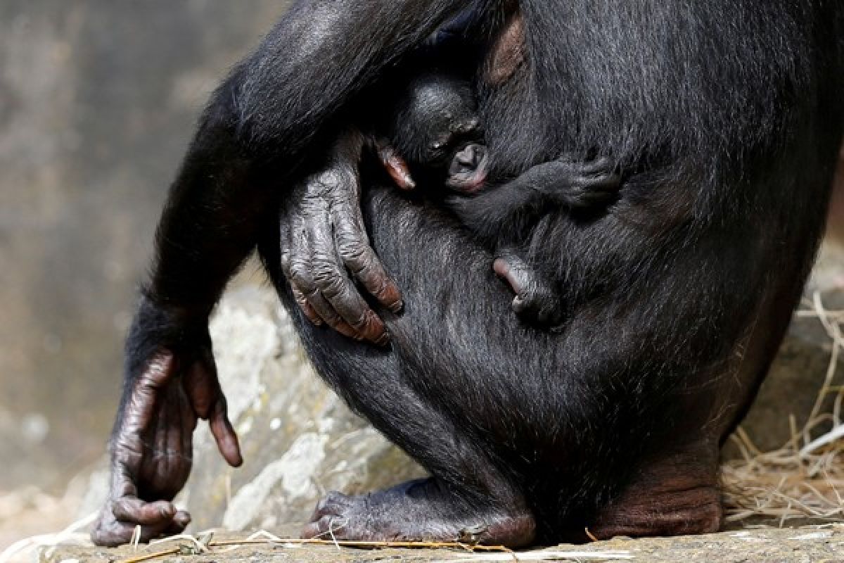 Bayi primata bonobo pemalu lahir di Belgia