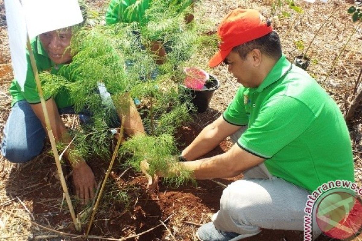 Pertamina Maluku-Papua sumbang 1.111 bibit pohon 