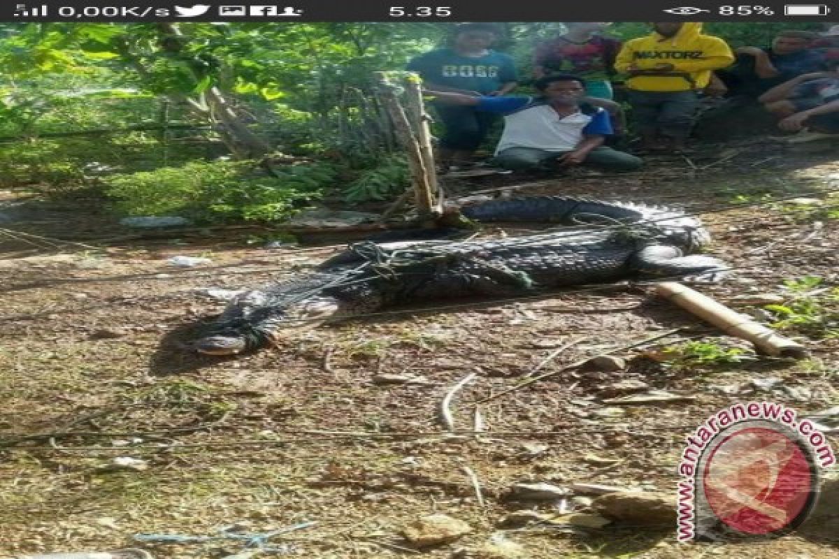 Buaya Muara Gorontalo Utara Potensi Pariwisata