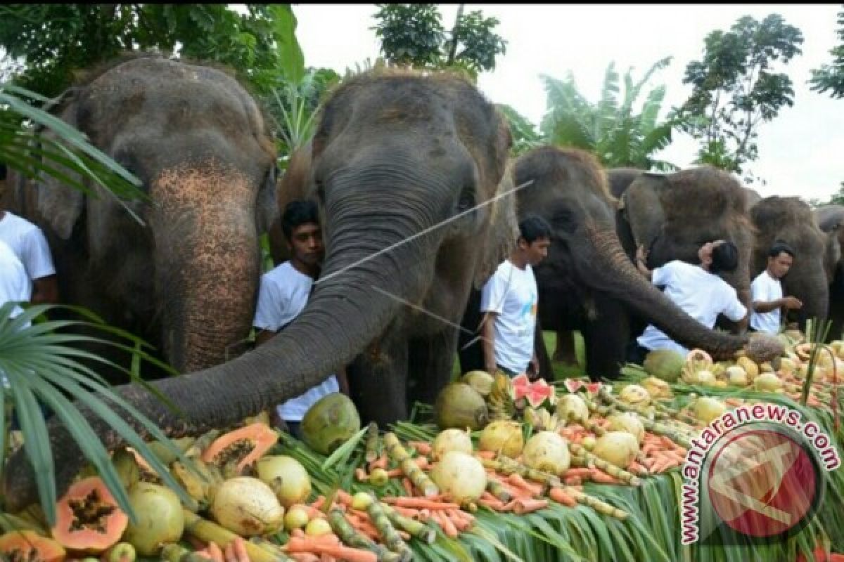 Bali Zoo Manjakan Gajah Makan Buah Prasmanan (Video)