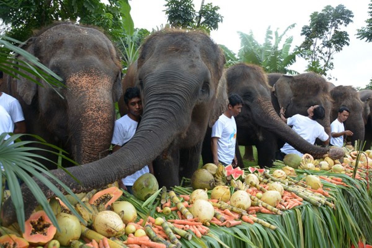 Bali Zoo manjakan gajah dengan prasmanan buah