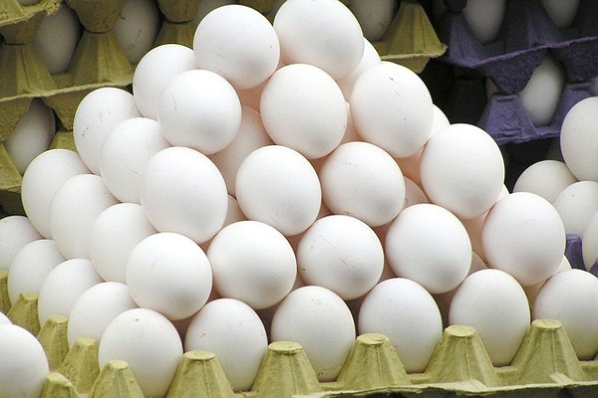 Denmark temukan dua ton lebih telur tercemar fipronil