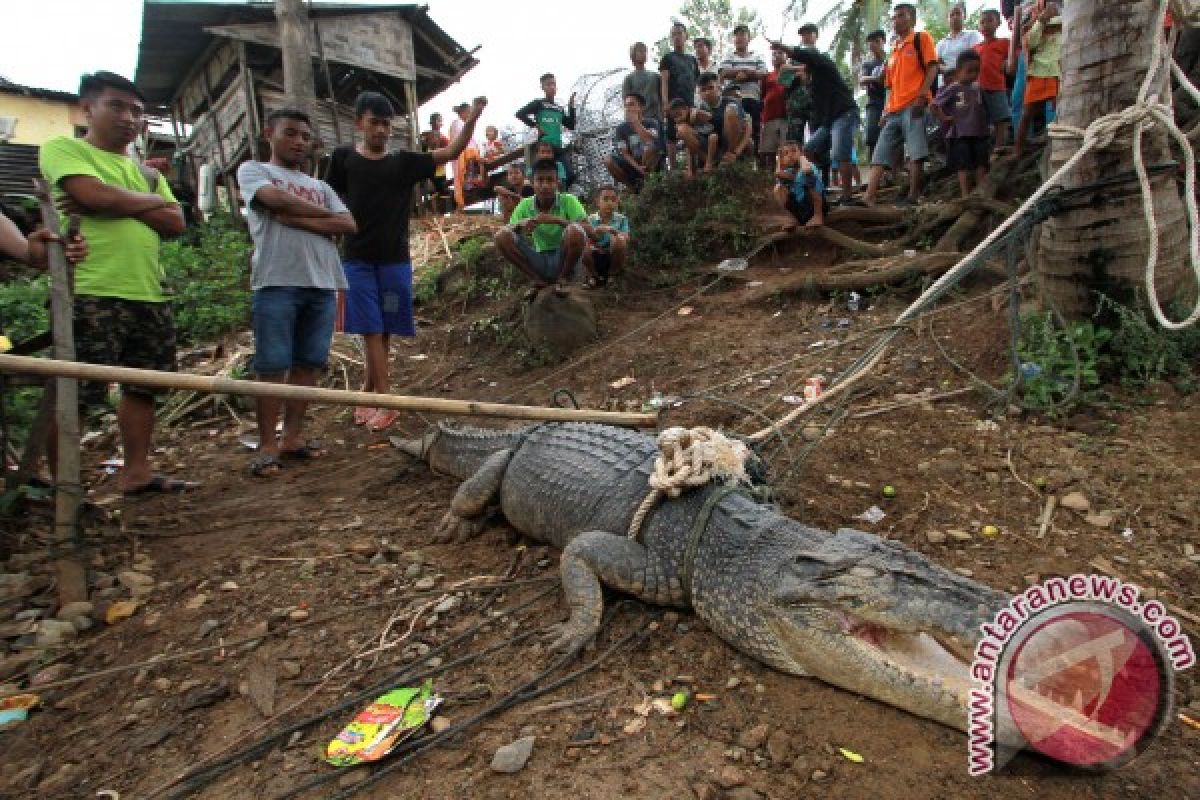 Nelayan Gorontalo Enggan Melaut Akibat Kemunculan Buaya 