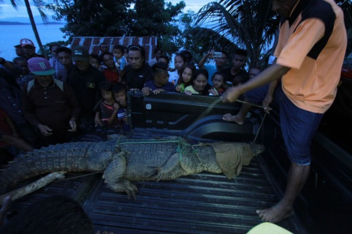 BKSDA Amankan Buaya Tangkapan Nelayan Gorontalo Utara