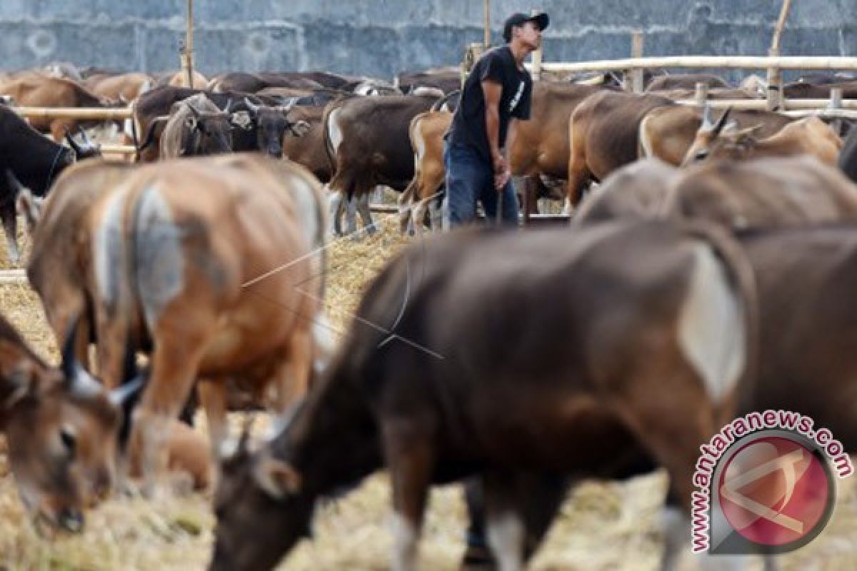 Distanak Sulbar-Polda kerja sama tingkatkan produksi sapi