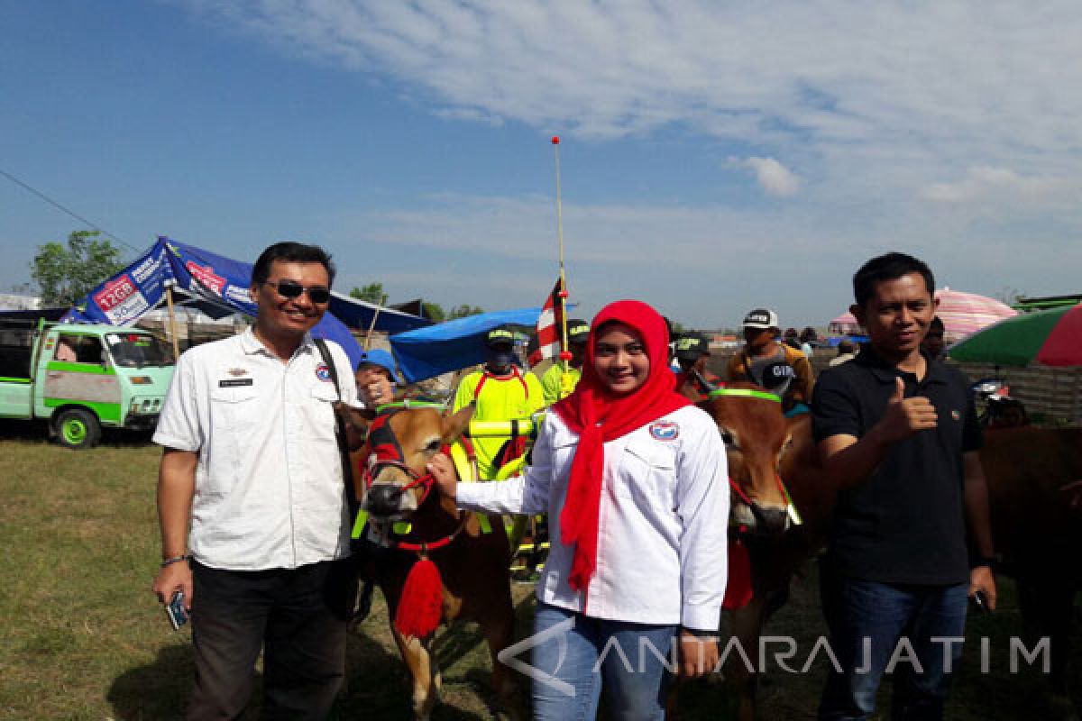 Pemuda Perindo Meriahkan HUT Kemerdekaan dengan Lomba Karapan Sapi 