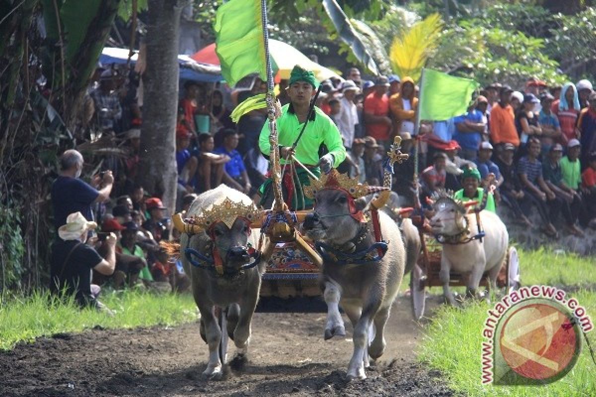 Ribuan Orang Tonton Pacuan Kerbau Khas Jembrana