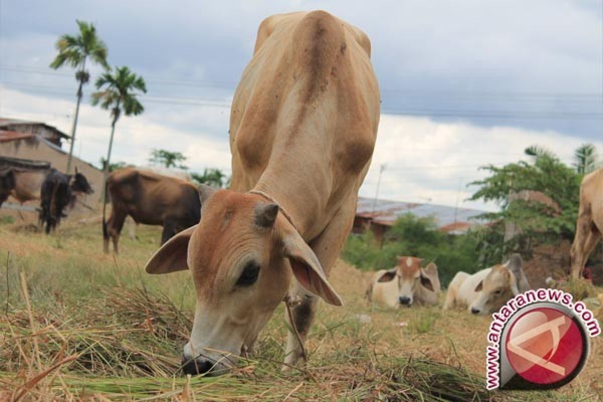 Harga Sapi Melonjak