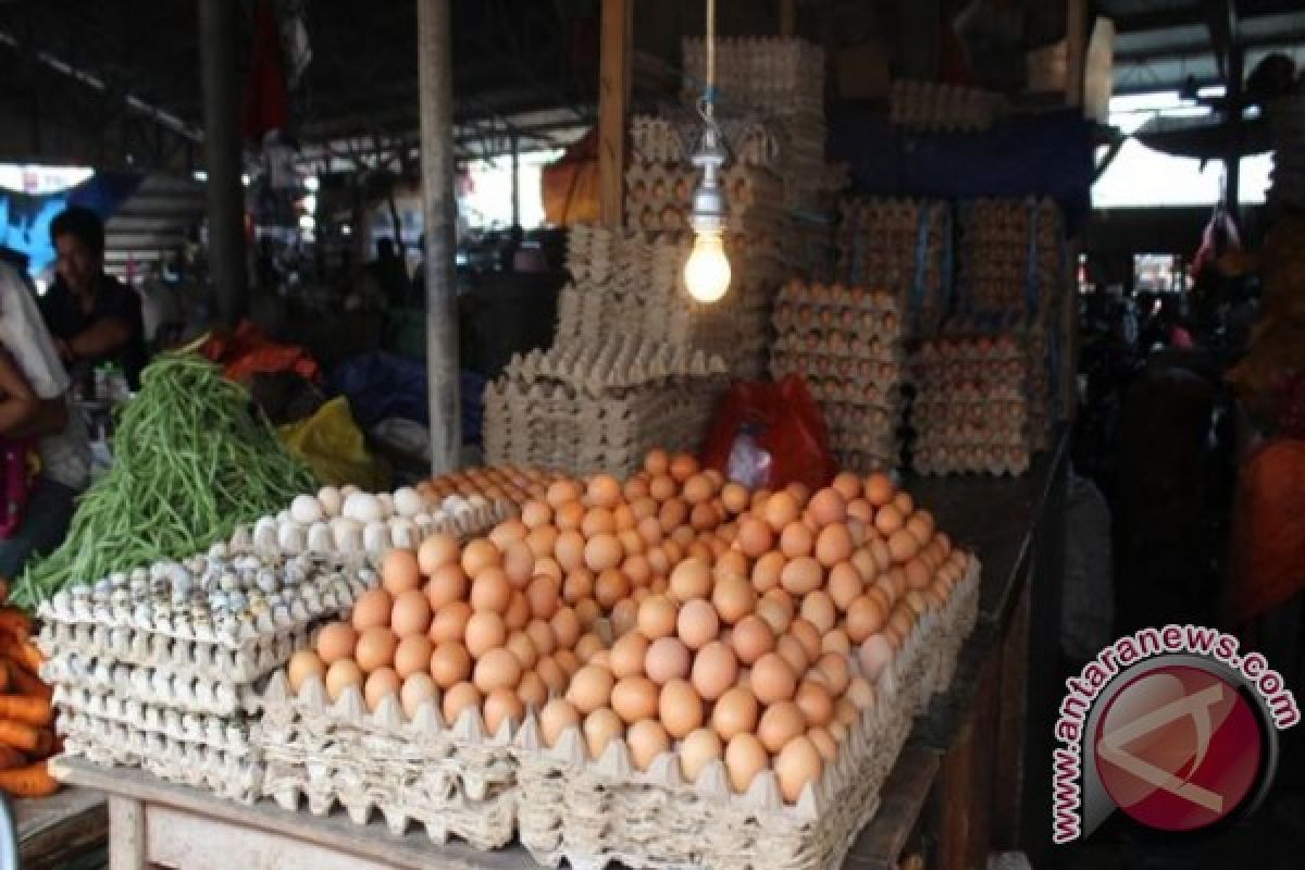 Harga Telur Ayam Masih Fluktuatif 