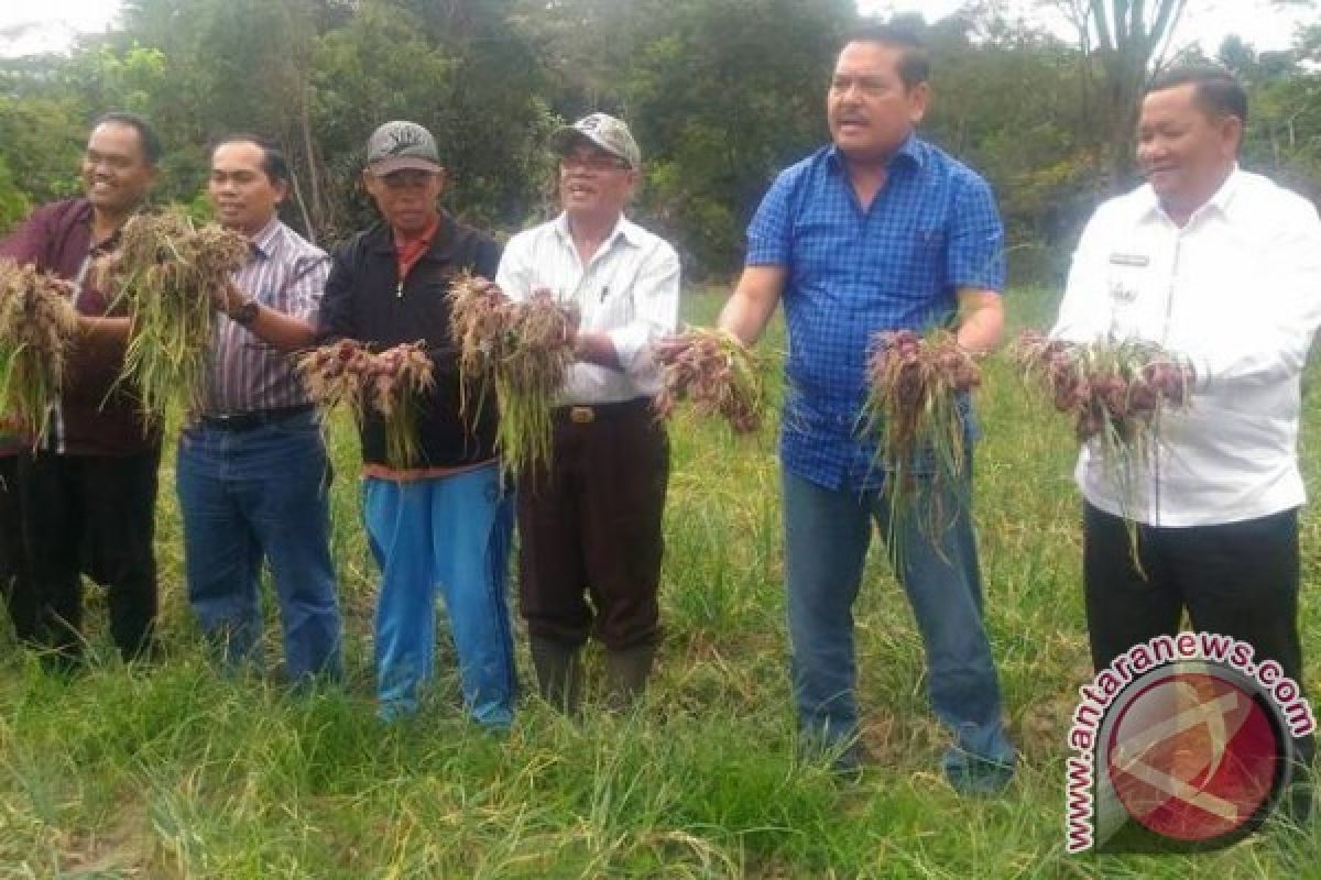 Poktan Hutanamora Samosir Panen Perdana Bawang Merah