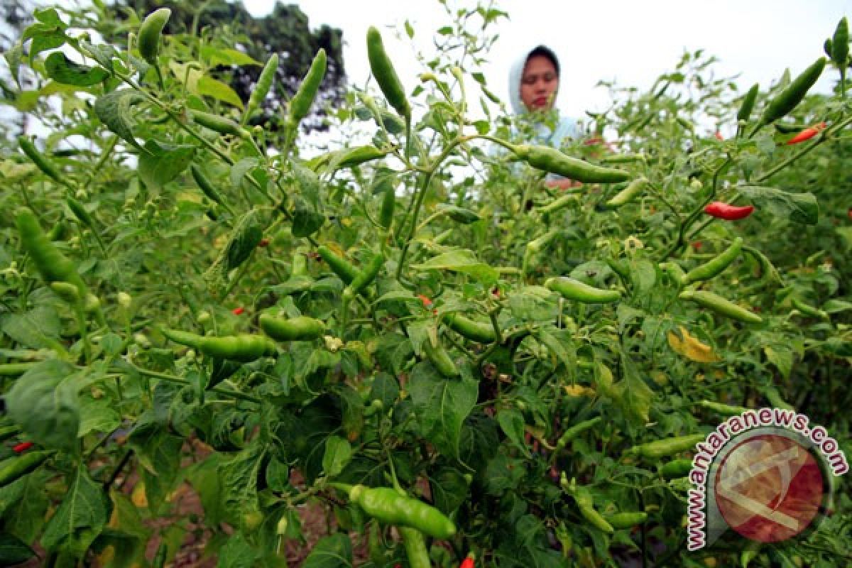 Cabai rawit di Teluk Wondama Papua Barat capai Rp100 ribu/kg