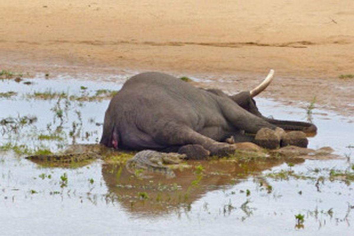 Petugas TNWK temukan gajah mati