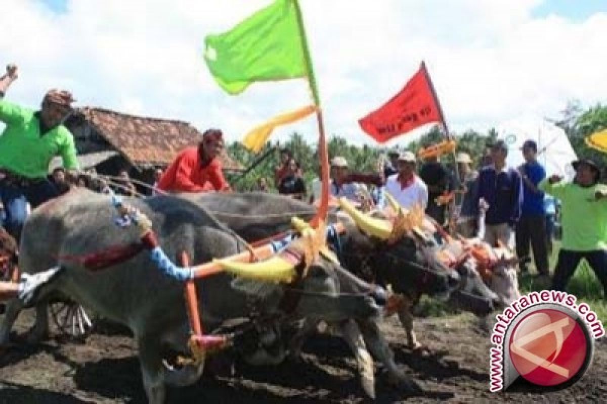 Ribuan Orang Saksikan Pacuan Kerbau Khas Jembrana