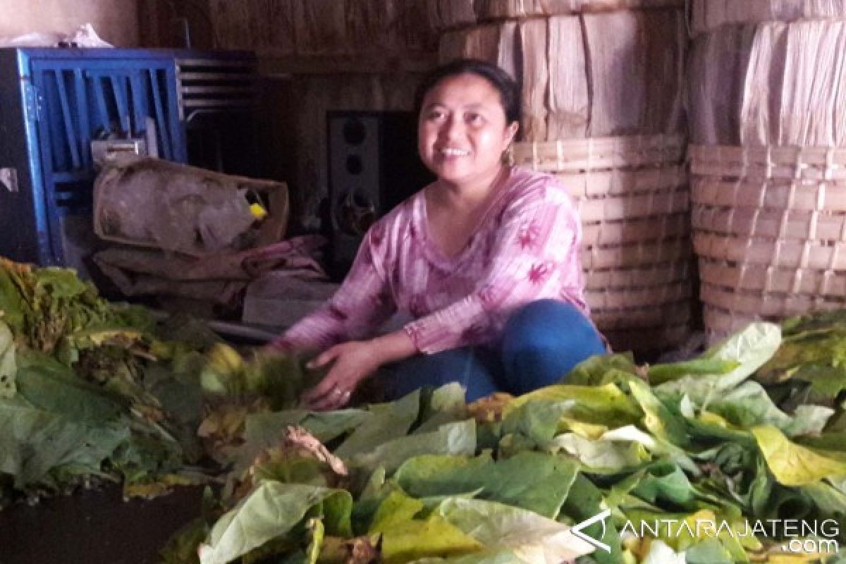 Petani Temanggung mulai panen tembaku