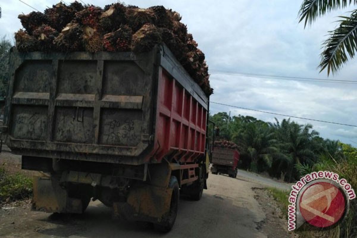 Petani Jual Sawit Rp950/kilogram Di Bengkulu