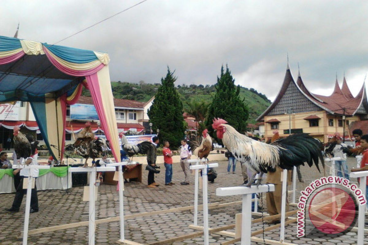 Solok Lombakan 'Ayam Kukuak Balenggek' untuk Melindungi dari Kepunahan