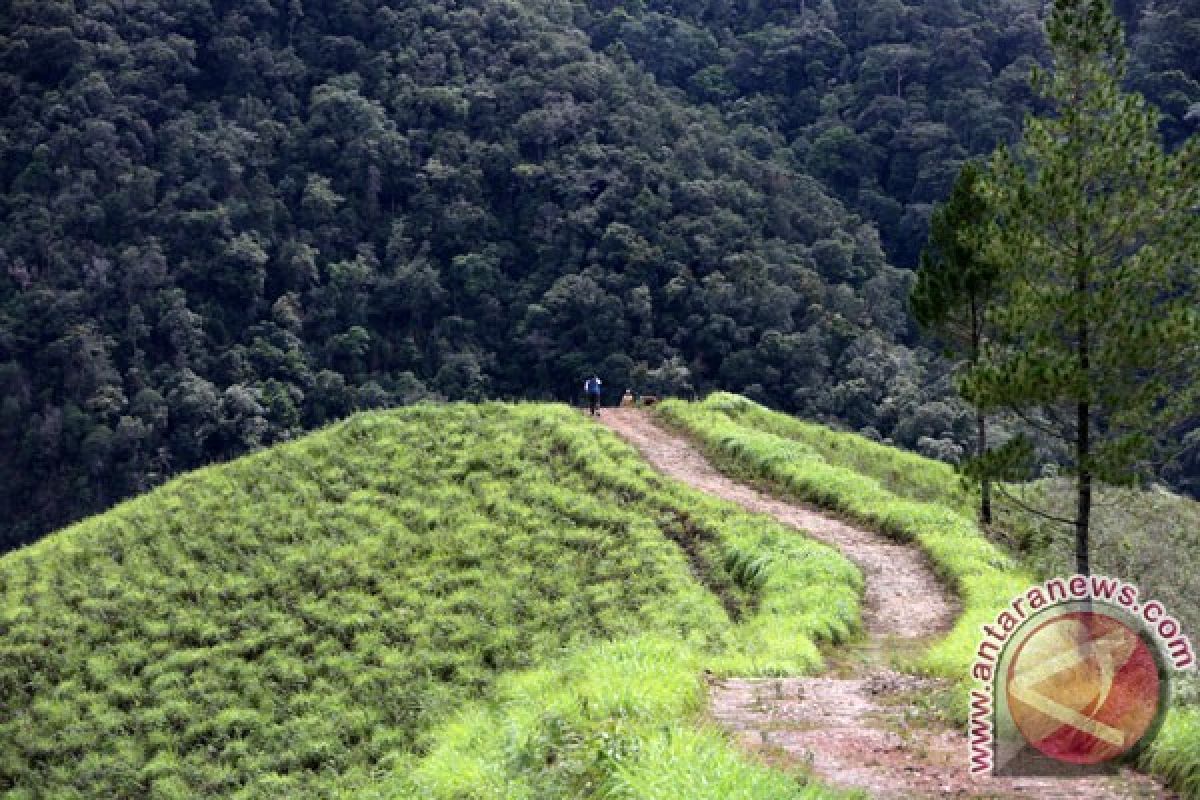 KLHK tebang ratusan pohon kelapa sawit dan karet di TNGL