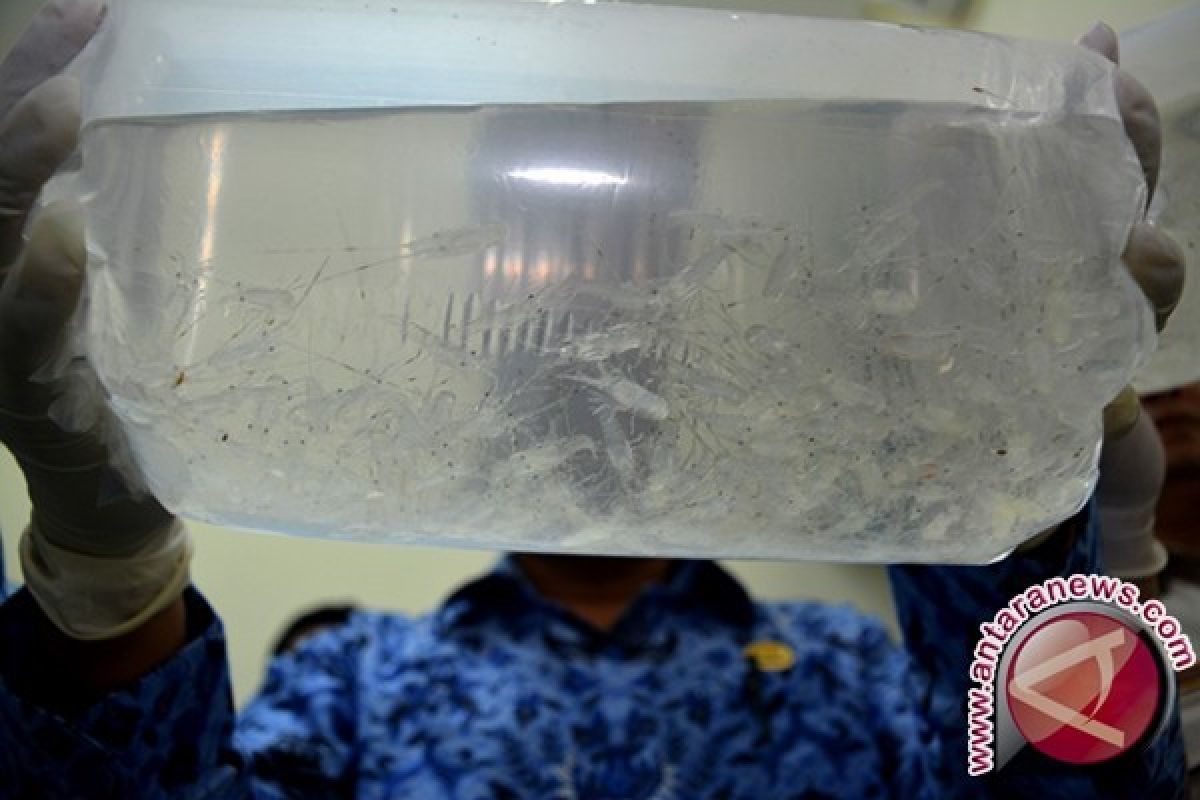 Lanal Mataram gagalkan penyelundupan benih lobster senilai Rp1,5 miliar