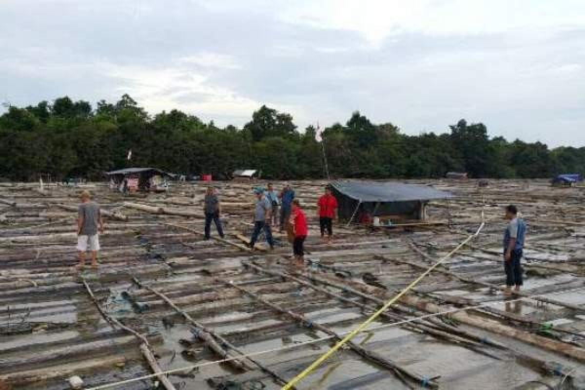 Pemilik Kayu Log 7.500 Batang Diamankan Polisi, Tapi Belum Tersangka?