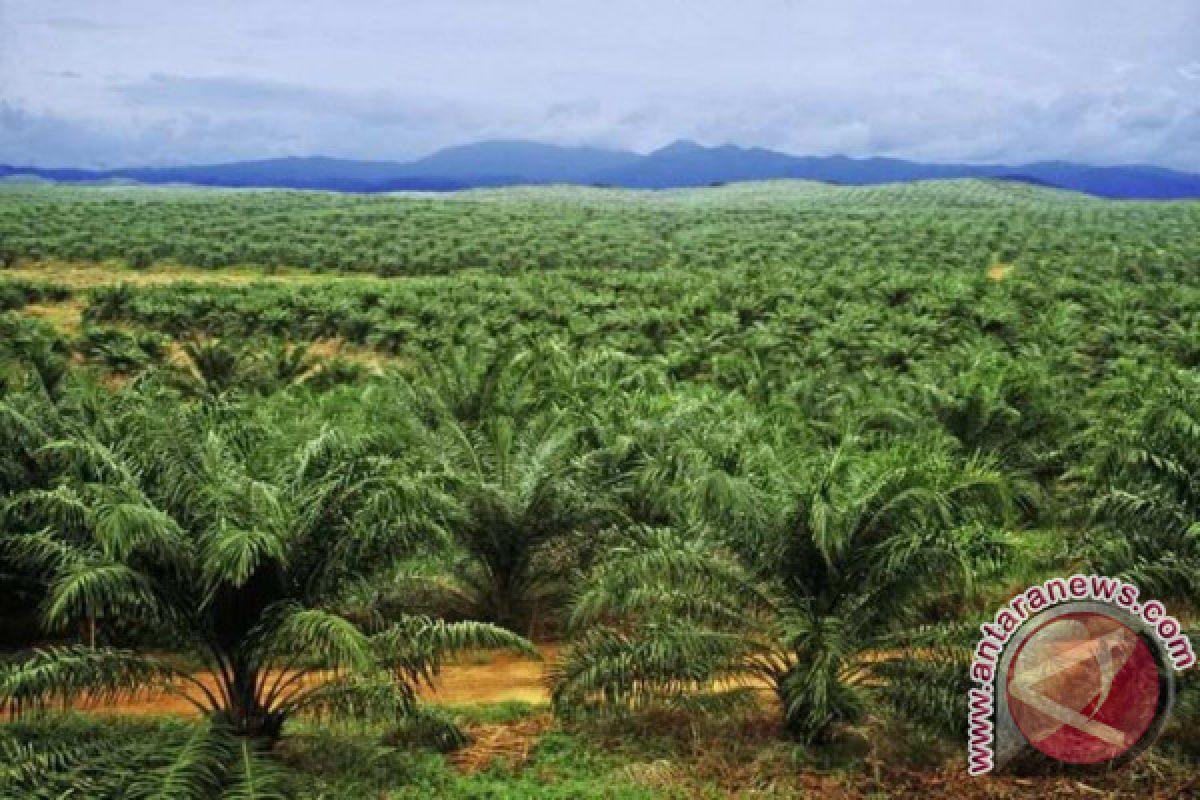 Pemkab remajakan 1.500 hektare kelapa sawit