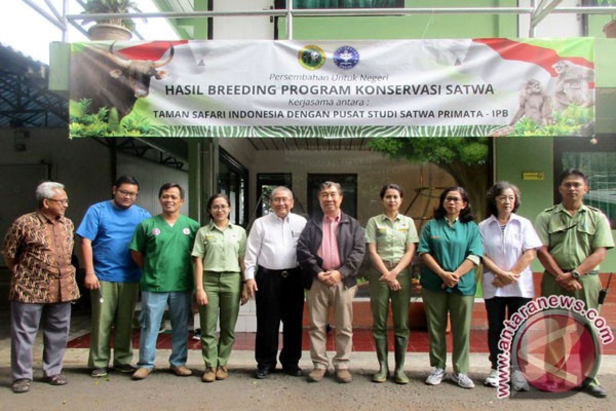 Ini Keberhasilan Pertama Di Dunia IB Banteng TSI-IPB (Video)