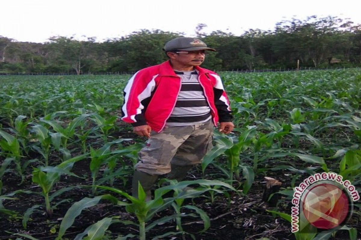 Petani jagung Ogan Komering Ulu mulai bergairah