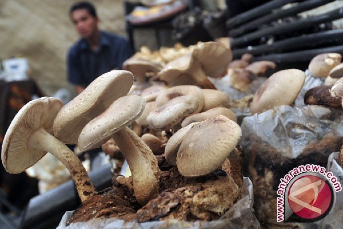 Sarapan Jamur Bantu Hindari Konsumsi Kalori Berlebihan