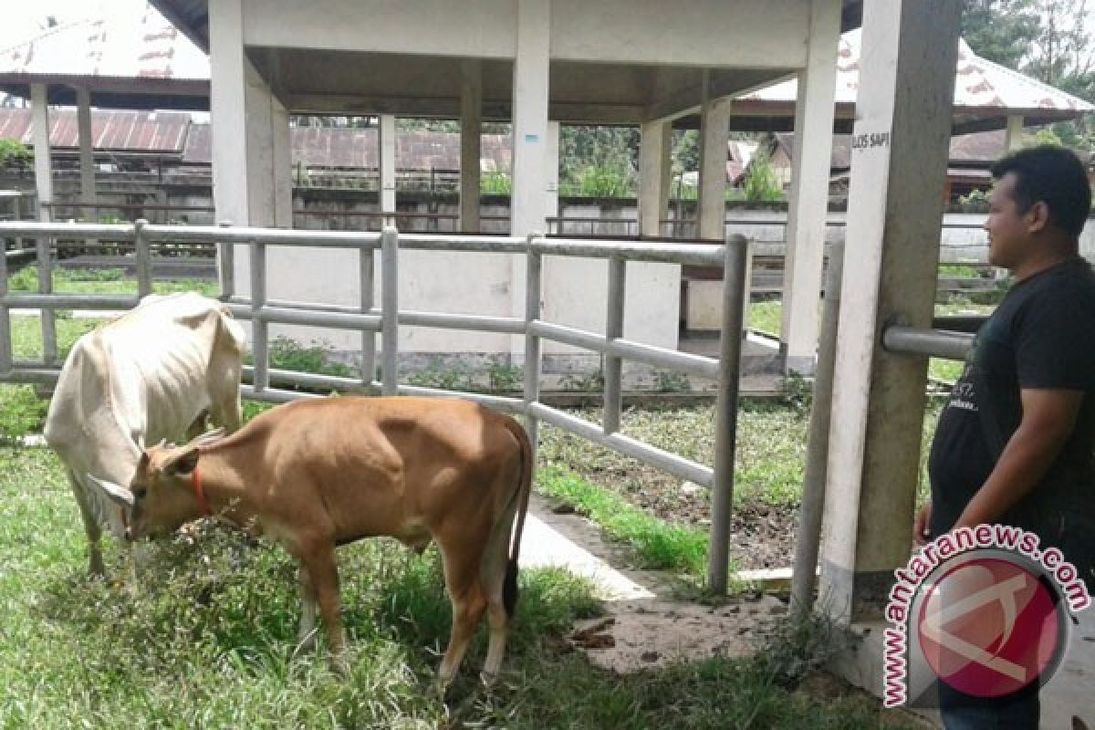 Distan Mukomuko usulkan bantuan sapi untuk lima Poktan
