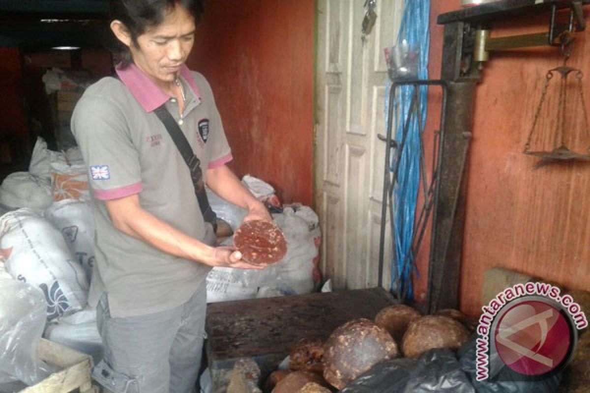 Gula Aren Rejang Lebong Dipasarkan Ke Palembang