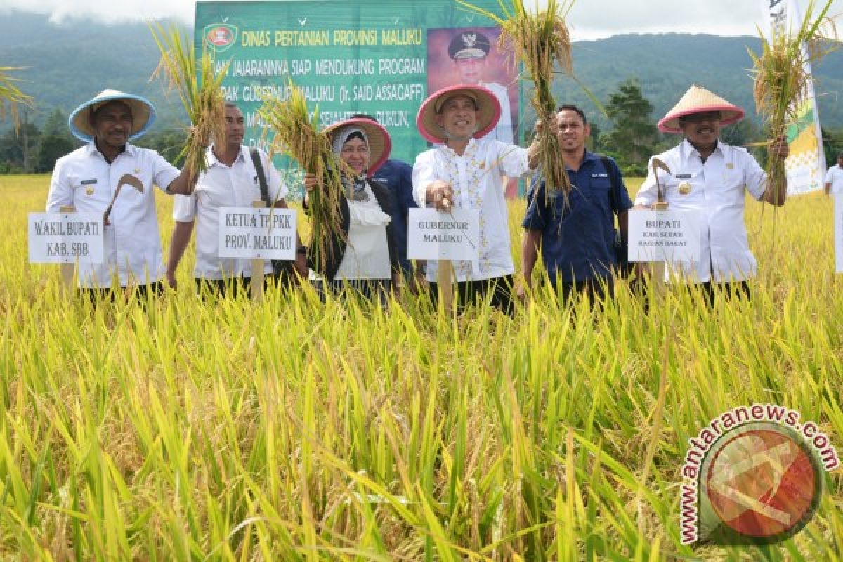 Gubernur Maluku Panen Raya Padi di Waimital