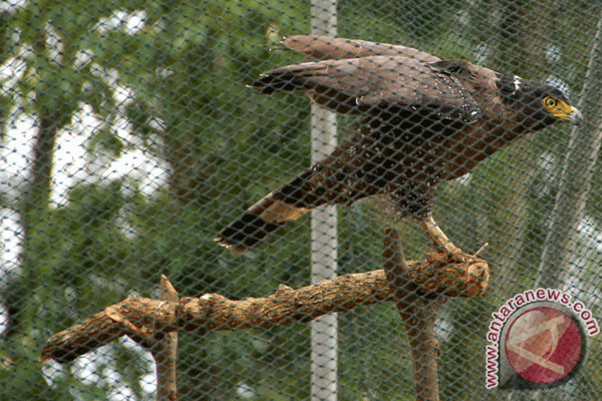 Sepasang burung elang ular bido dilepasliarkan di Puncak Gondang Kulon Progo