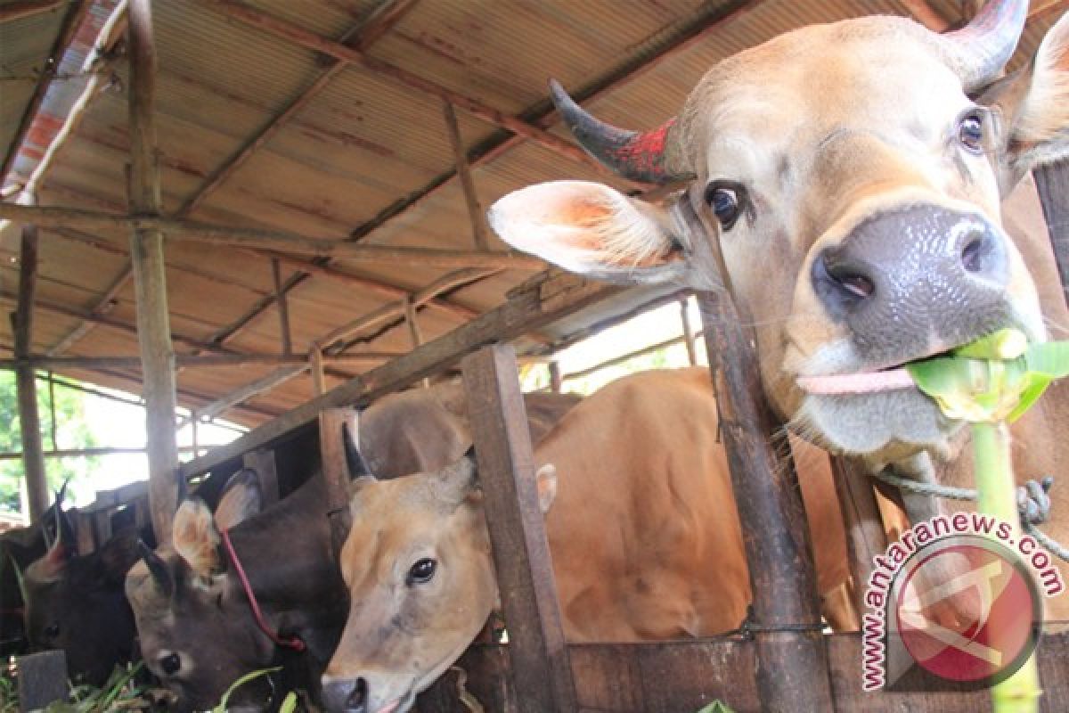 Warga Tangkiling resah adanya pencurian sapi