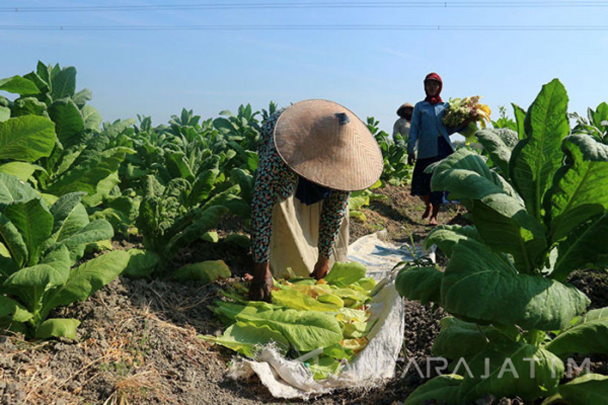 Panenan Tembakau Madiun Meningkat karena Cuaca Mendukung